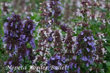 Nepeta grandiflora Border Ballet  046